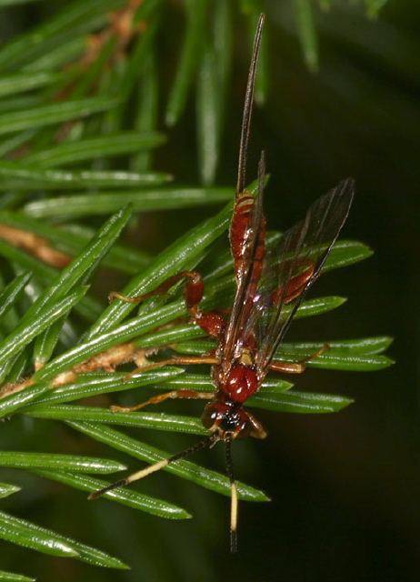   Ichneumonidae