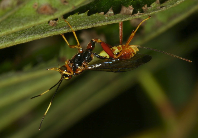   Ichneumonidae