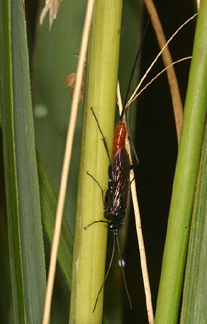   Ichneumonidae