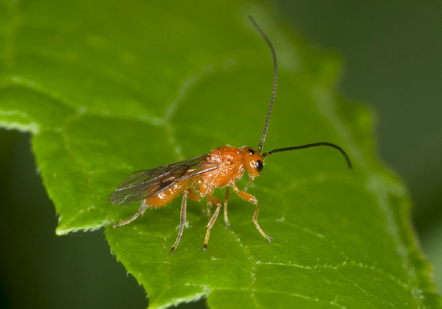 Opius sp.? Braconidae