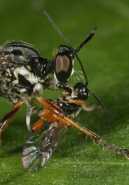   Ichneumonidae