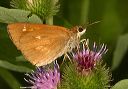 broad-winged_skipper806