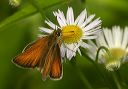 european_skipper_093