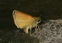 least_skipper_9295