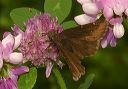 northern_cloudywing353