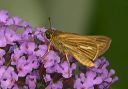 salt_marsh_skipper597