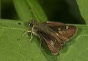 skipper_0106