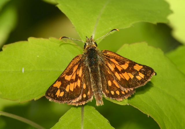 Carterocephalus palaemon Hesperiidae