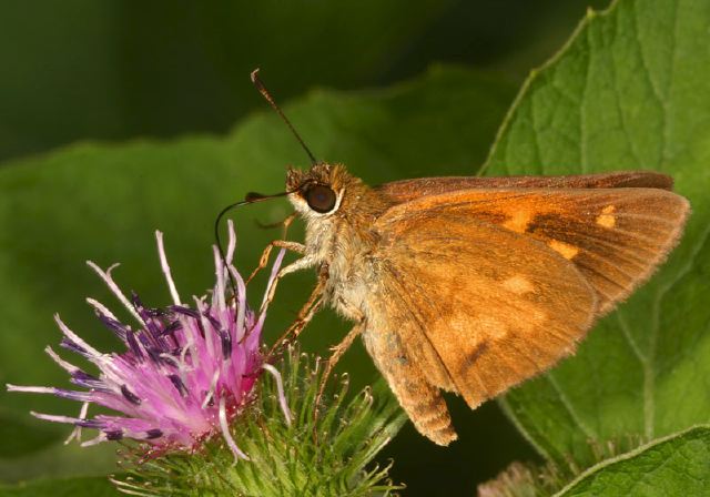 Poanes viator Hesperiidae