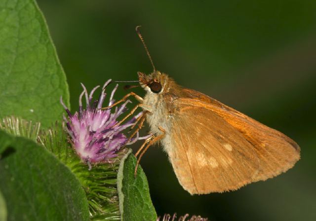 Poanes viator Hesperiidae