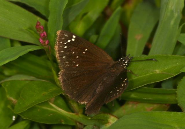 Pholisora catullus Hesperiidae