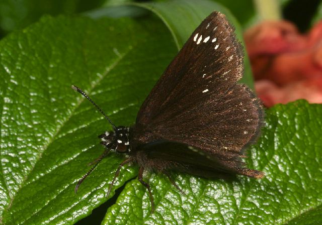 Pholisora catullus Hesperiidae