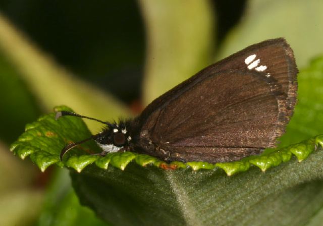 Pholisora catullus Hesperiidae