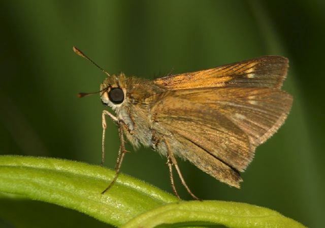 Polites origenes Hesperiidae