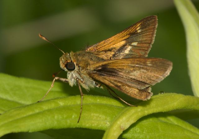 Polites origenes Hesperiidae