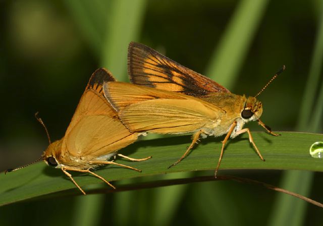 Anatrytone logan Hesperiidae