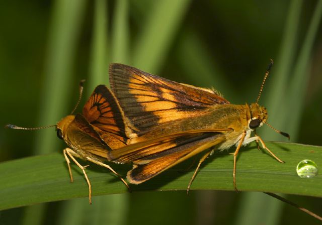 Anatrytone logan Hesperiidae