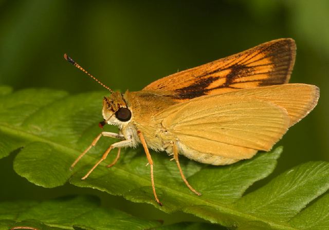 Anatrytone logan Hesperiidae