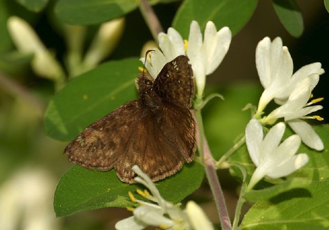 Erynnis juvenali Hesperiidae