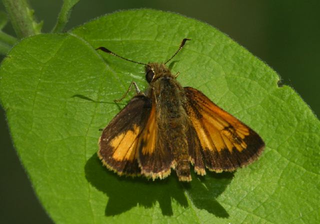 Poanes hobomok Hesperiidae