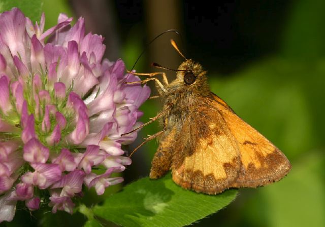 Poanes hobomok Hesperiidae