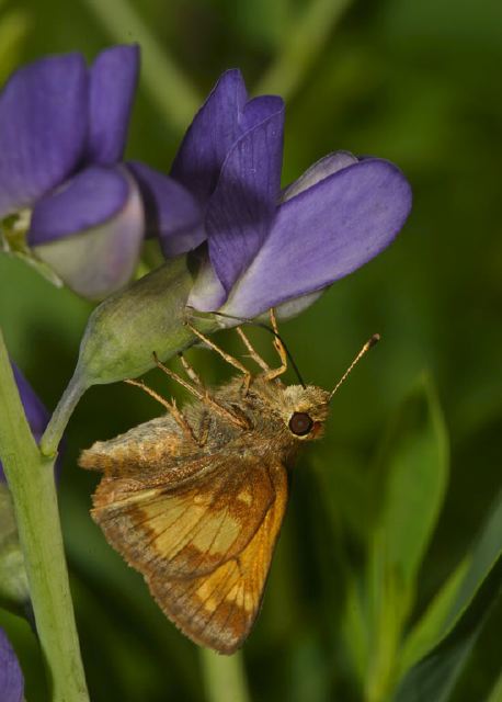 Poanes hobomok Hesperiidae
