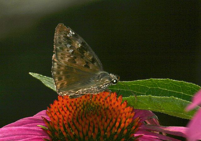 Erynnis juvenali Hesperiidae