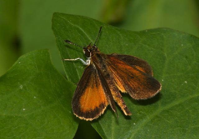 Ancyloxypha numitor Hesperiidae