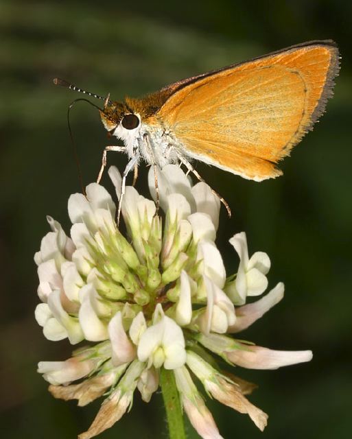 Ancyloxypha numitor Hesperiidae