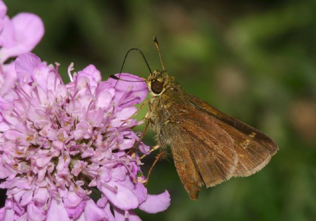 Pompeius verna Hesperiidae