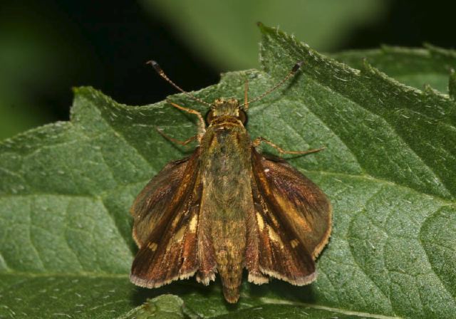 Pompeius verna Hesperiidae