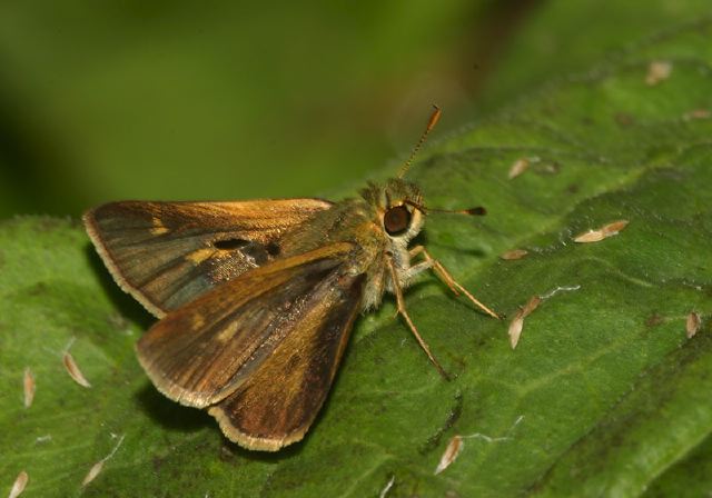 Wallengrenia egeremet Hesperiidae