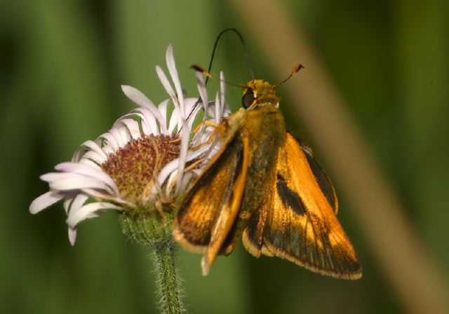 Polites mystic Hesperiidae