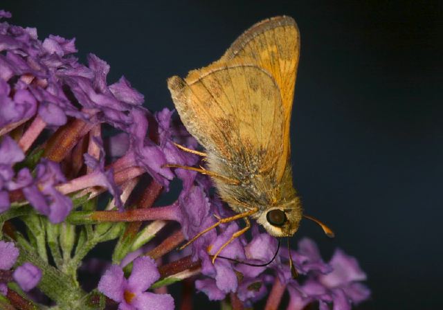 Atalopedes campestris Hesperiidae