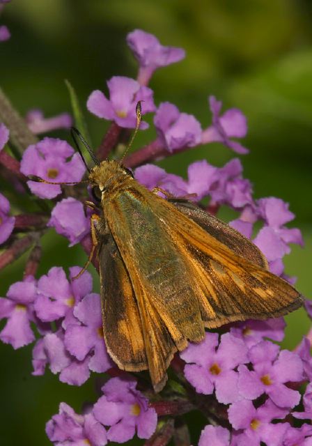 Atalopedes campestris Hesperiidae