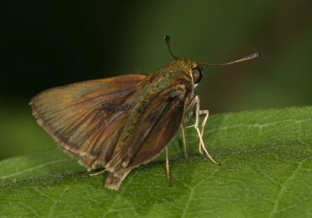 Euphyes vestris Hesperiidae