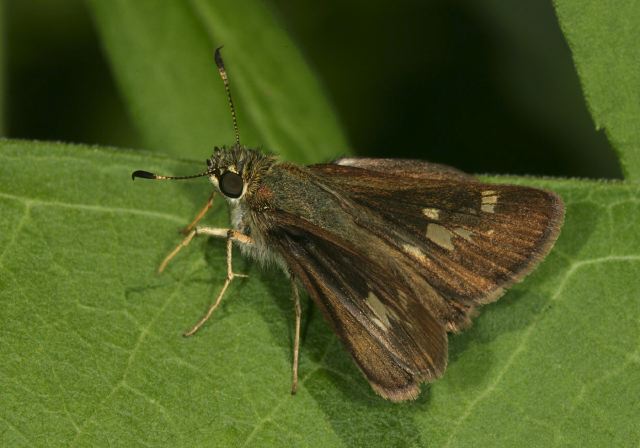 Pompeius verna Hesperiidae