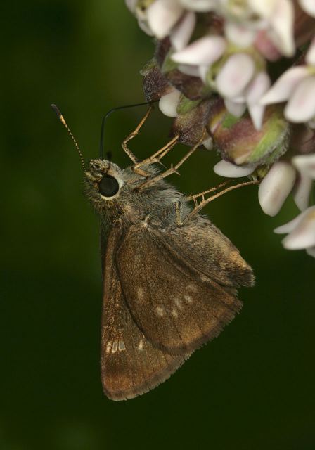 Pompeius verna Hesperiidae