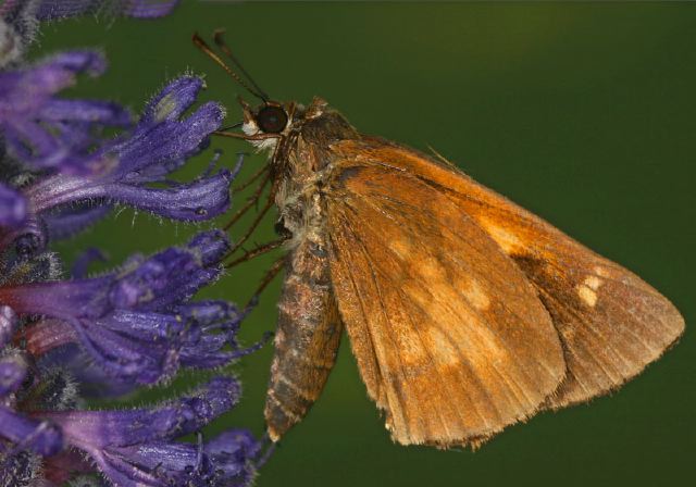 Skipper sp. Hesperiidae