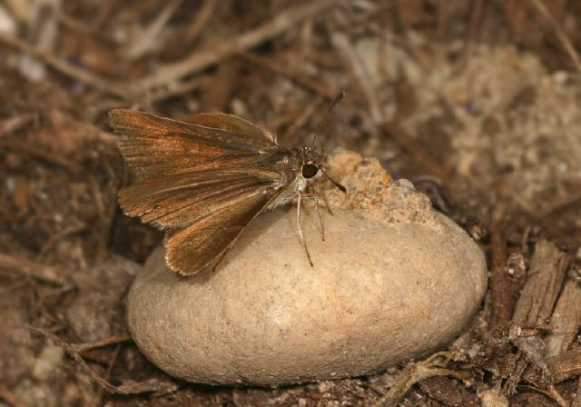 Nastra lherminier Hesperioidea