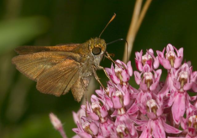 Polites themistocles Hesperiidae