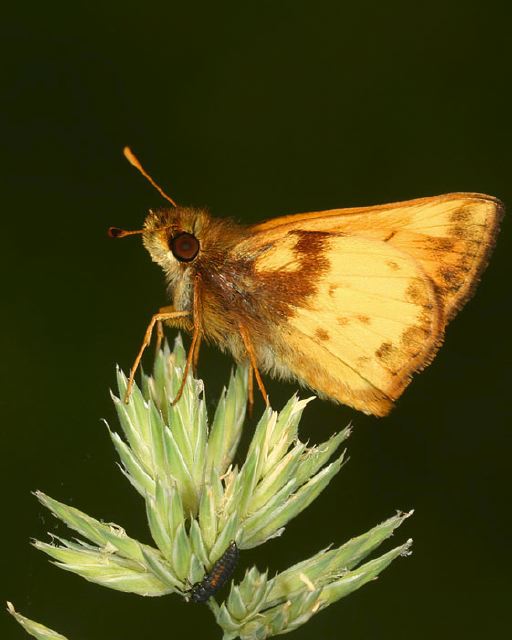 Poanes zabulon Hesperiidae