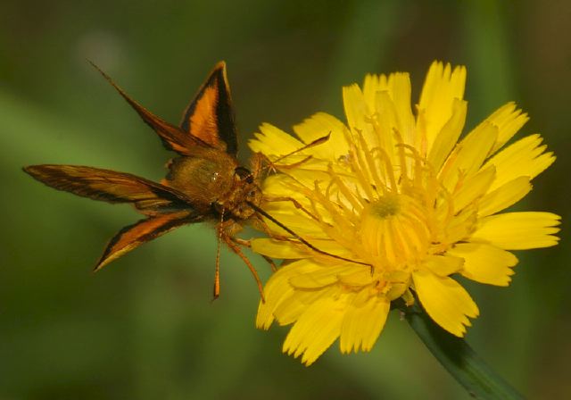 Poanes zabulon Hesperiidae