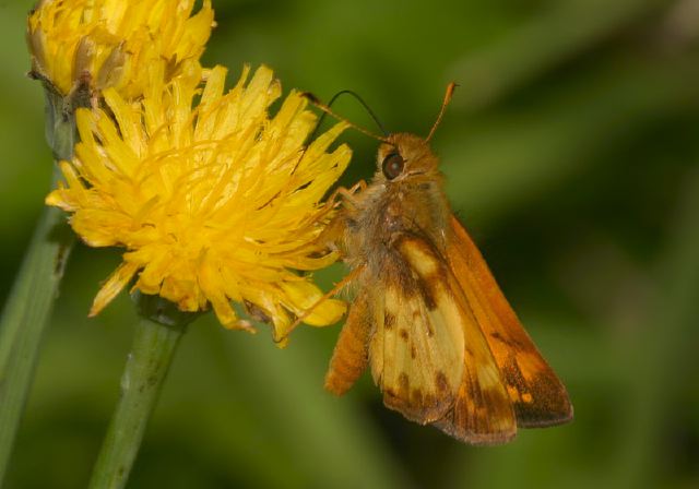 Poanes zabulon Hesperiidae