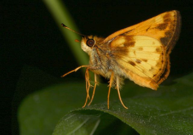 Poanes zabulon Hesperiidae