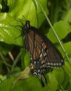 black_swallowtail571