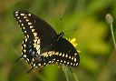 black_swallowtail838