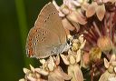 coral_hairstreak283