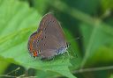 coralhairstreak