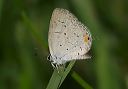 eastern_tailed-blue040